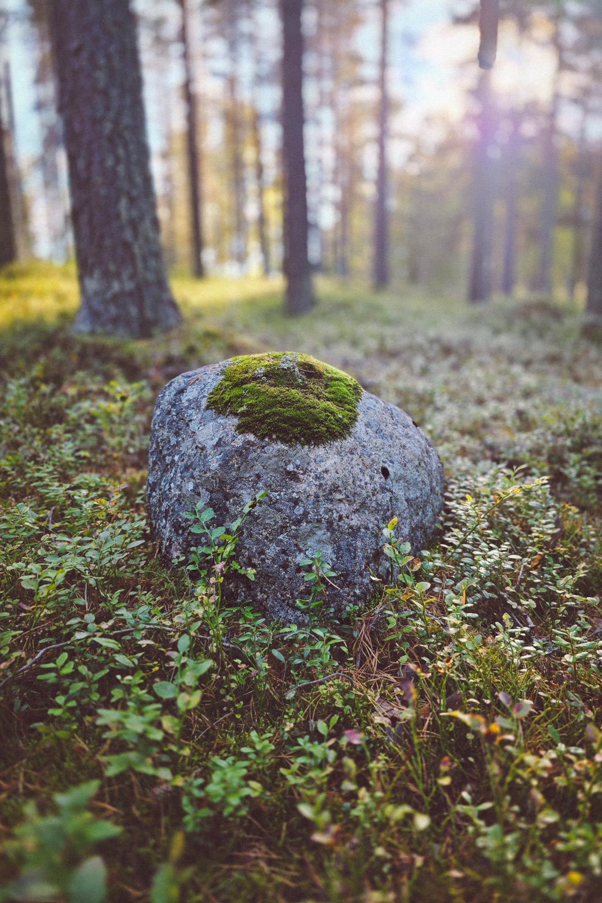 En mossbeklädd sten bland tallar och lingonris på Berglunda kyrkogård.
